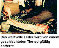 Krokodil Leder wird von einem geschlachtetem Tier entfernt